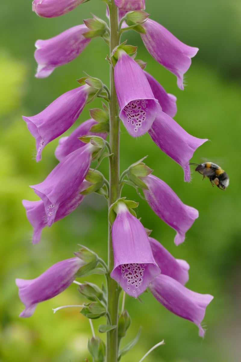 Foxglove