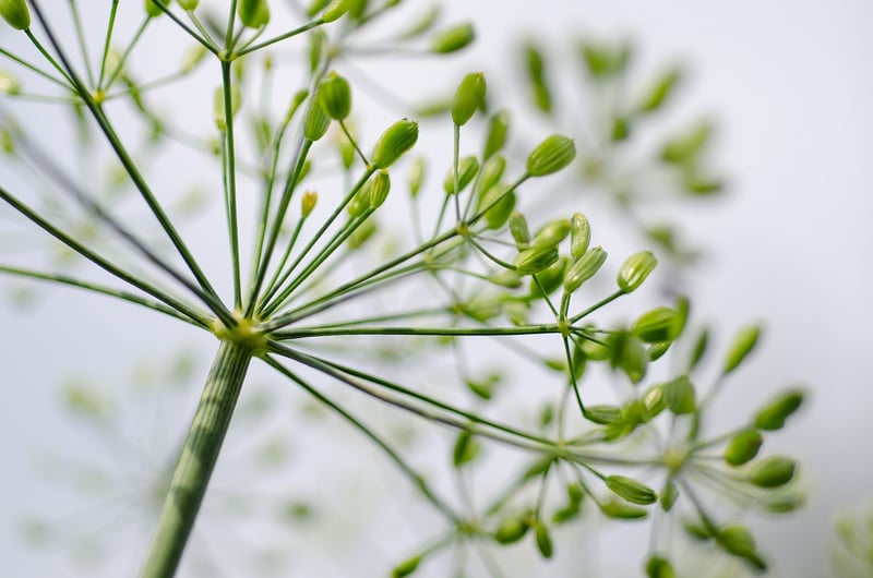 Mugwort